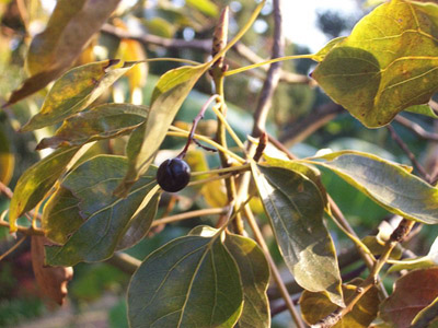 Kampferbaum – Cinnamomum camphora (L.) Siebold